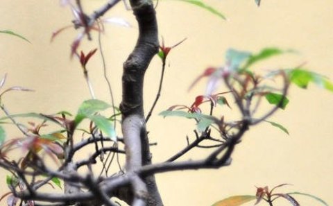 Forstöðumaður skólaþjónustunnar/ Kennsluráðgjafi