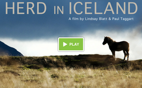 Heimildamynd um íslenska hestinn í bígerð