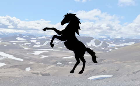 Reiðnámskeið sumarsins