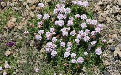 Sérstakur húsnæðisstuðningur