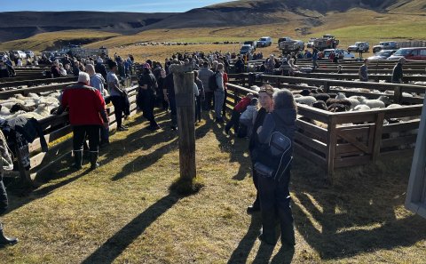 Landréttir við Áfangagil 2024