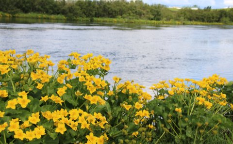 Kosning: Umhverfisverðlaun Rangárþings ytra 2024