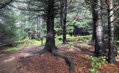 Horft til framtíðar; opnir fundir um skóg- og skjólbeltarækt
