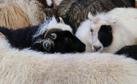 Útgáfa markaskrár 2020 í Rangárvallasýslu