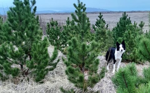 Jólatrjáasala í Bolholtsskógi 15. desember