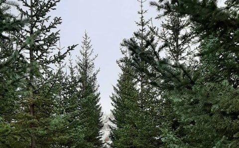 Jólatré í Bolholtsskógi. Mynd: Skógræktarfélag Rangæinga