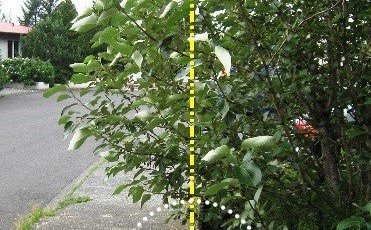 Garðeigendur í þéttbýli athugið