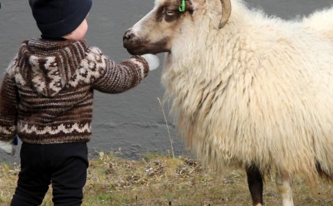 Myndir úr Reyðarvatnsréttum