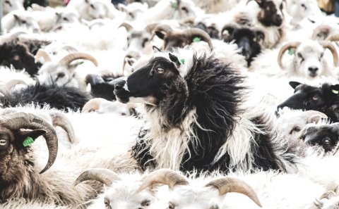 Mynd: Marta Gunnarsdóttir