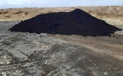 Mynd af moltunni á Strönd