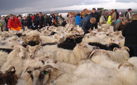 Fjárréttir í Rangárþingi ytra haustið 2016