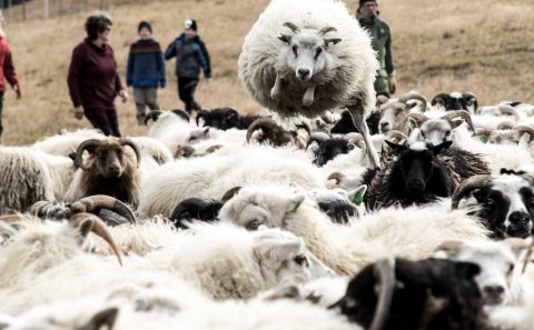 Réttir í Rangárþingi ytra 2024