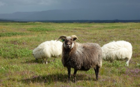 Reyðarvatnsréttir og Landréttir í Áfangagili