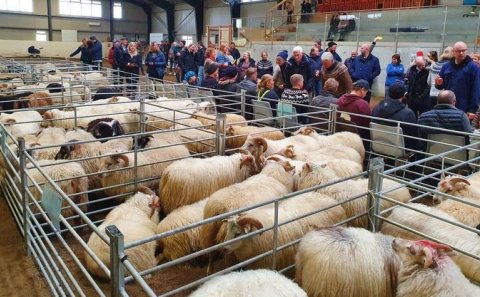 Frá degi sauðkindarinnar í Rangárhöllinni á Hellu.