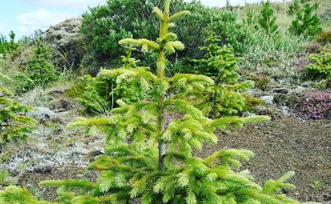 Aðalfungur Skógræktarfélags Rangæinga