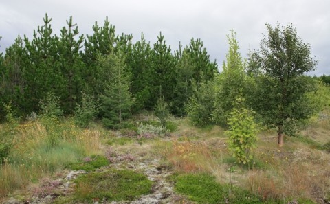 Aðalfundur Skógræktarfélags Rangæinga