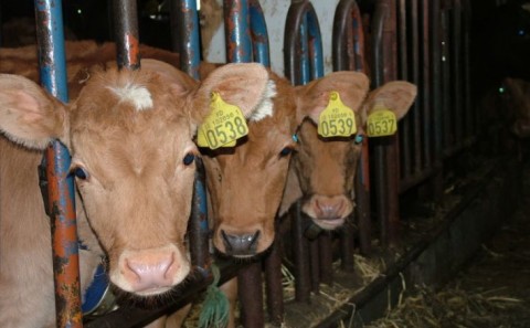 Bændur að störfum- ljósmyndasamkeppni