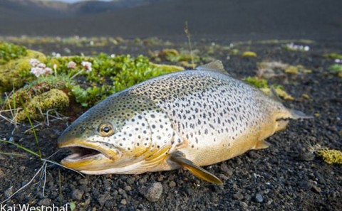 Rólegheit í Veiðivötnum - Veiði lík því sem var árin 2002-2004