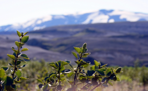 Hin skógi vaxna sveit