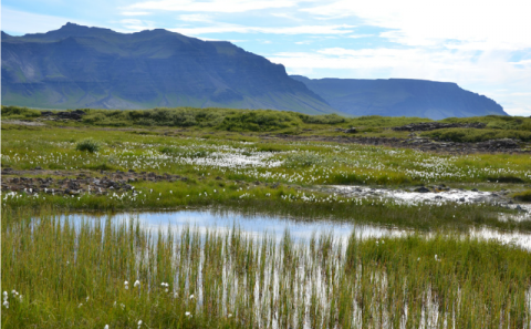 Auglýsing um styrki úr landbótasjóði Landgræðslunnar