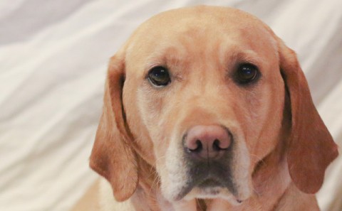 Hundaeigendur í Rangárþingi ytra athugið!